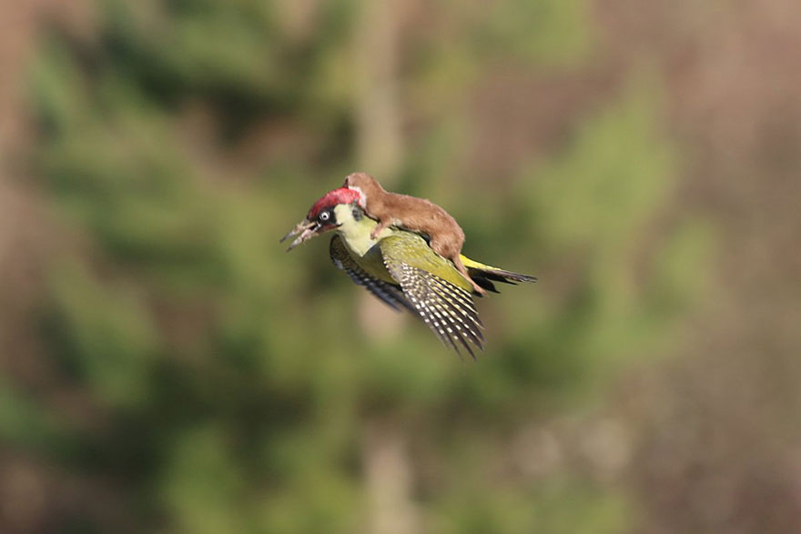 weasel-riding-woodpecker